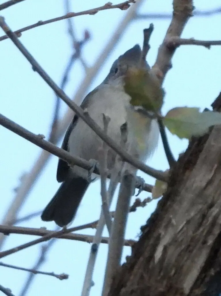 纯色冠山雀(Baeolophus inornatus)