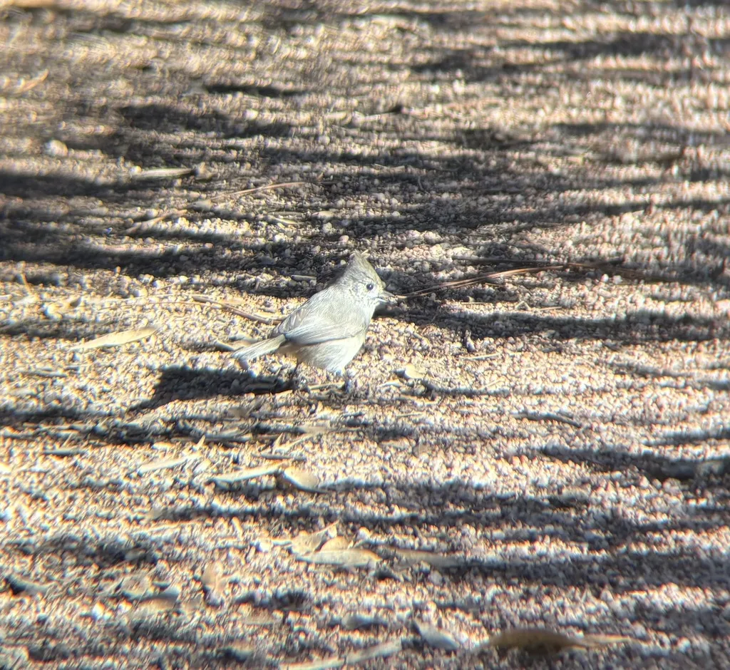 林山雀(Baeolophus ridgwayi)