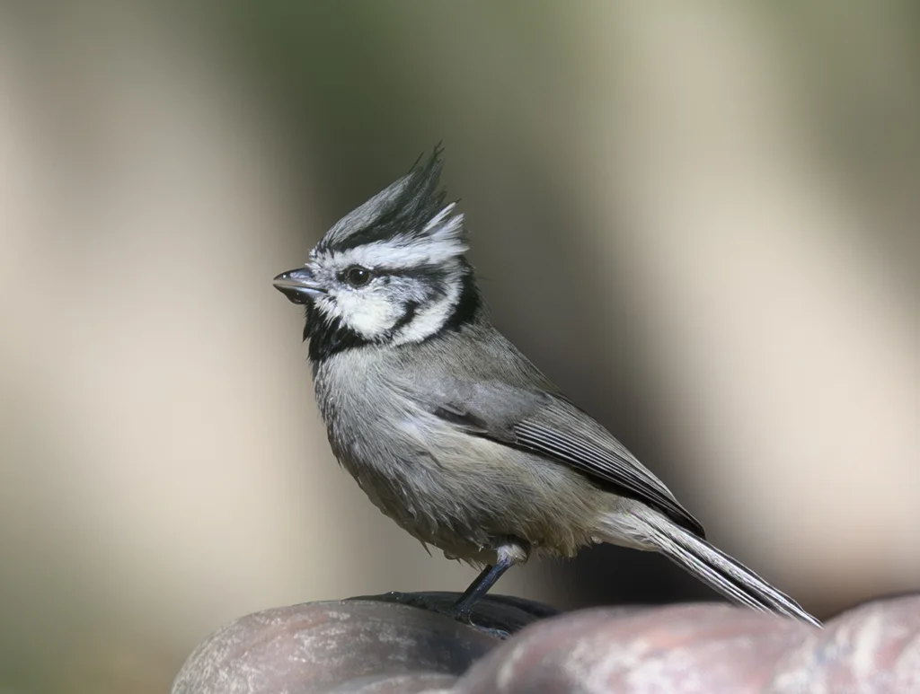 白眉冠山雀(Baeolophus wollweberi)