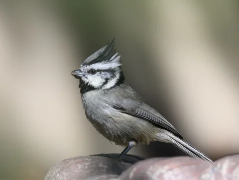 白眉冠山雀