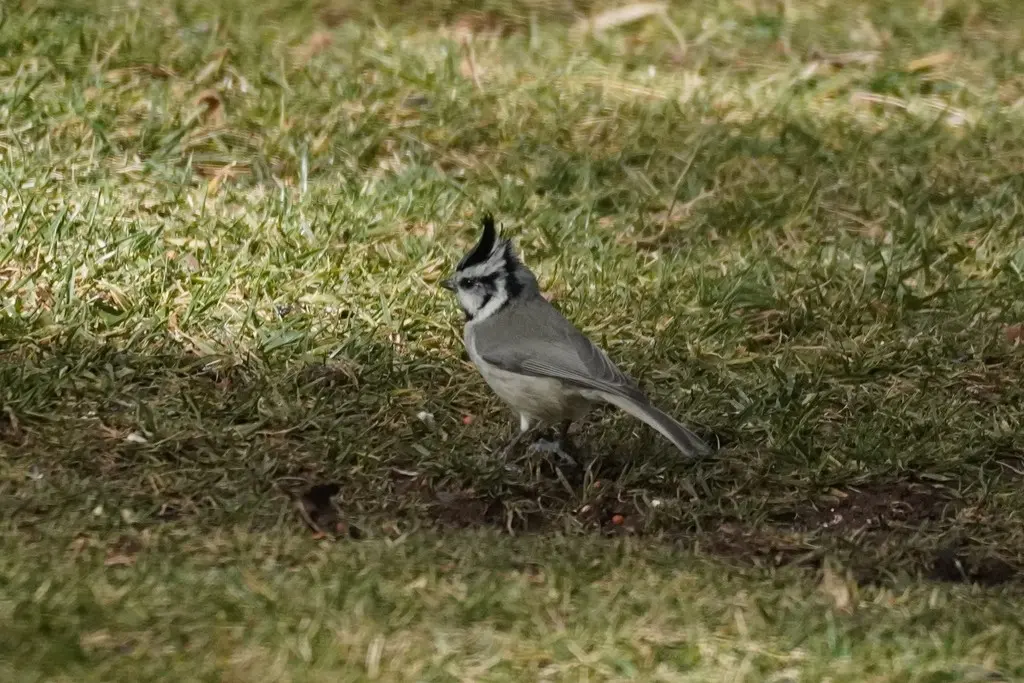 白眉冠山雀(Baeolophus wollweberi)