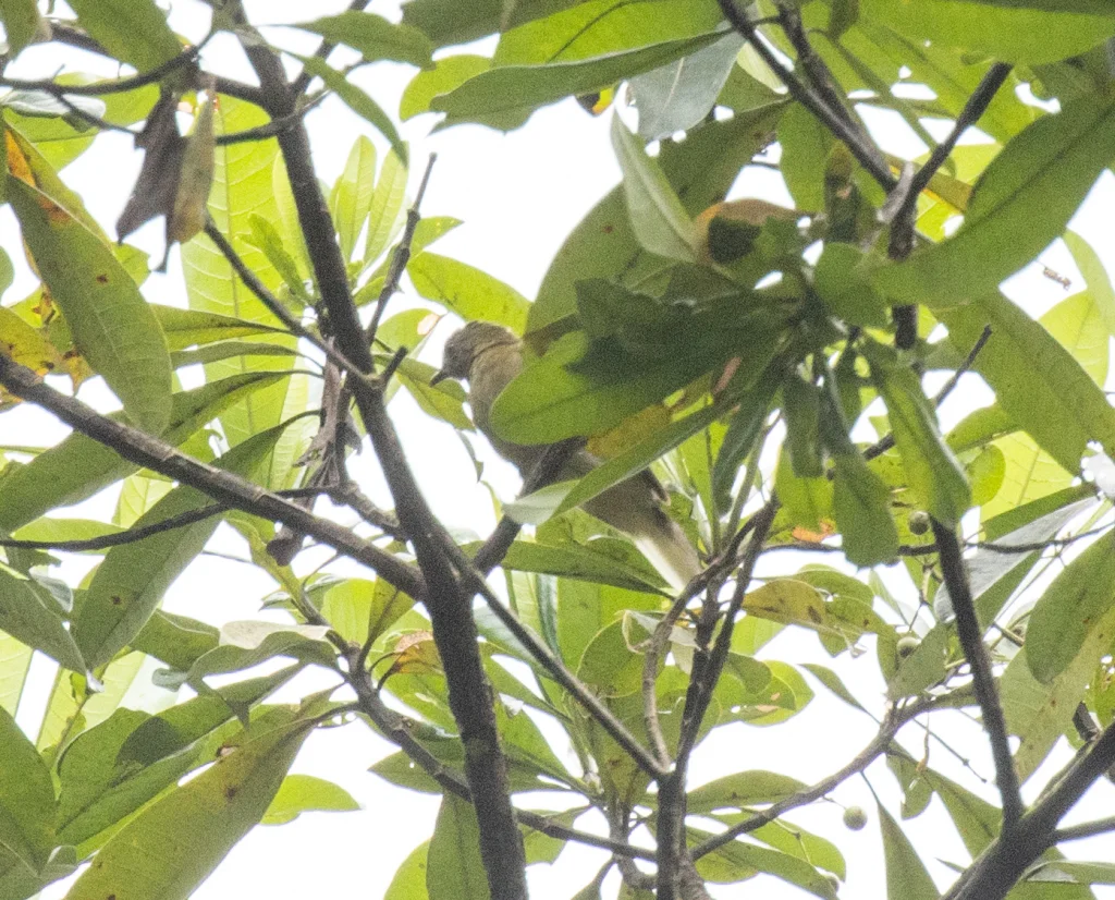 肖氏白尾鹎(Baeopogon clamans)