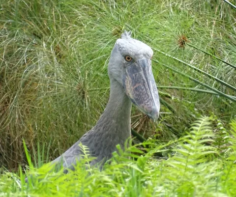 鲸头鹳