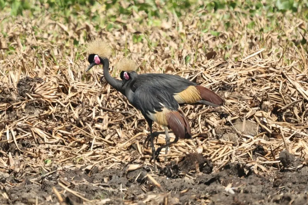 黑冕鹤(Balearica pavonina)