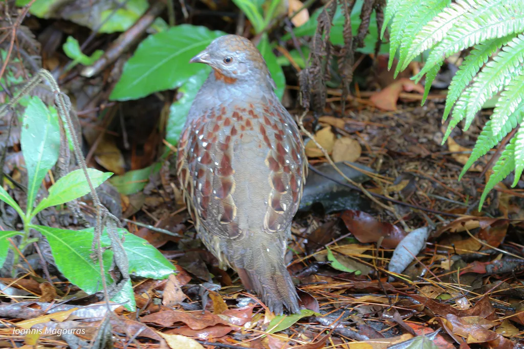 台湾竹鸡(Bambusicola sonorivox)