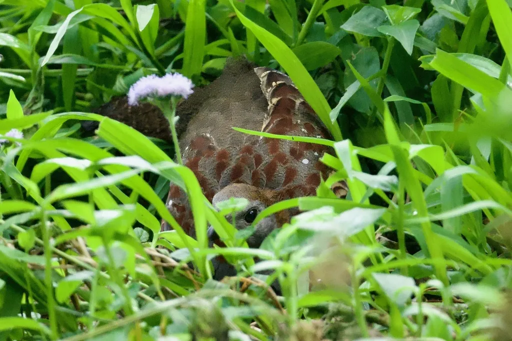 台湾竹鸡(Bambusicola sonorivox)