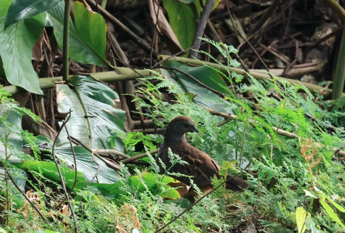 台湾竹鸡(Bambusicola sonorivox)