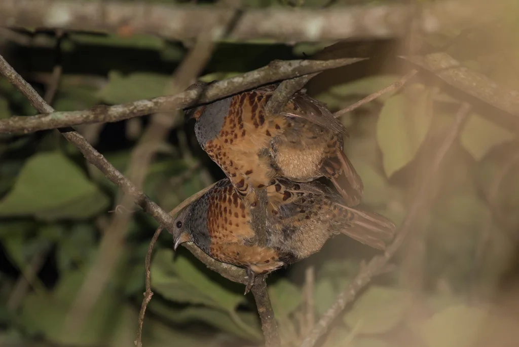 台湾竹鸡(Bambusicola sonorivox)