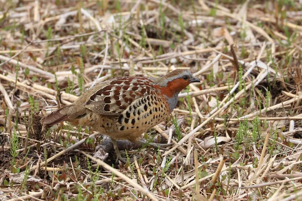 灰胸竹鸡(Bambusicola thoracicus)