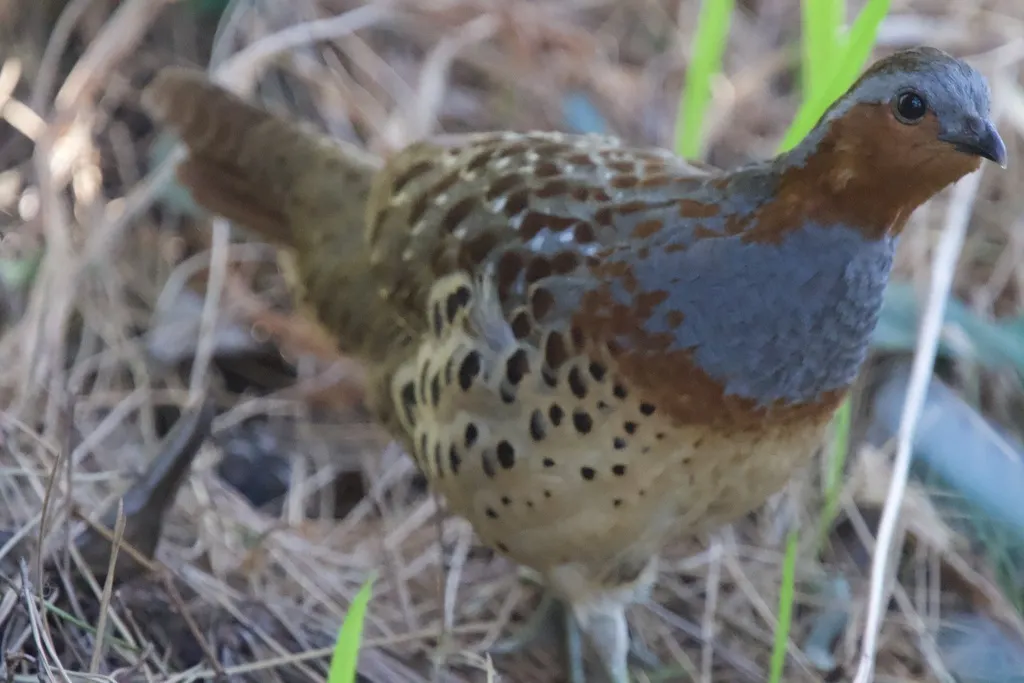 灰胸竹鸡(Bambusicola thoracicus)