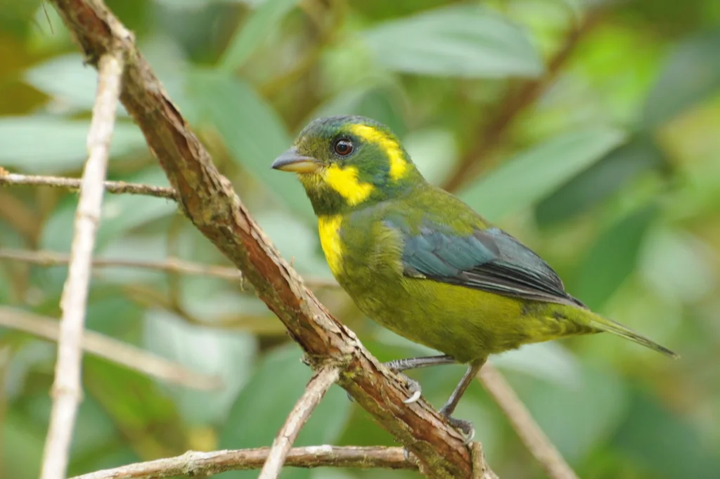 金环唐纳雀(Bangsia aureocincta)