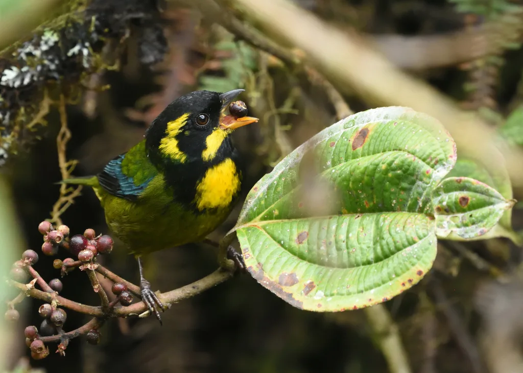 金环唐纳雀(Bangsia aureocincta)