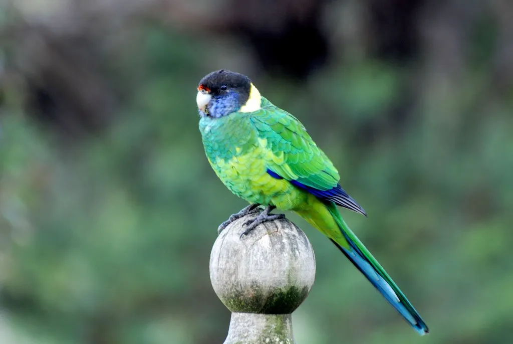 黑头环颈鹦鹉(Barnardius zonarius)