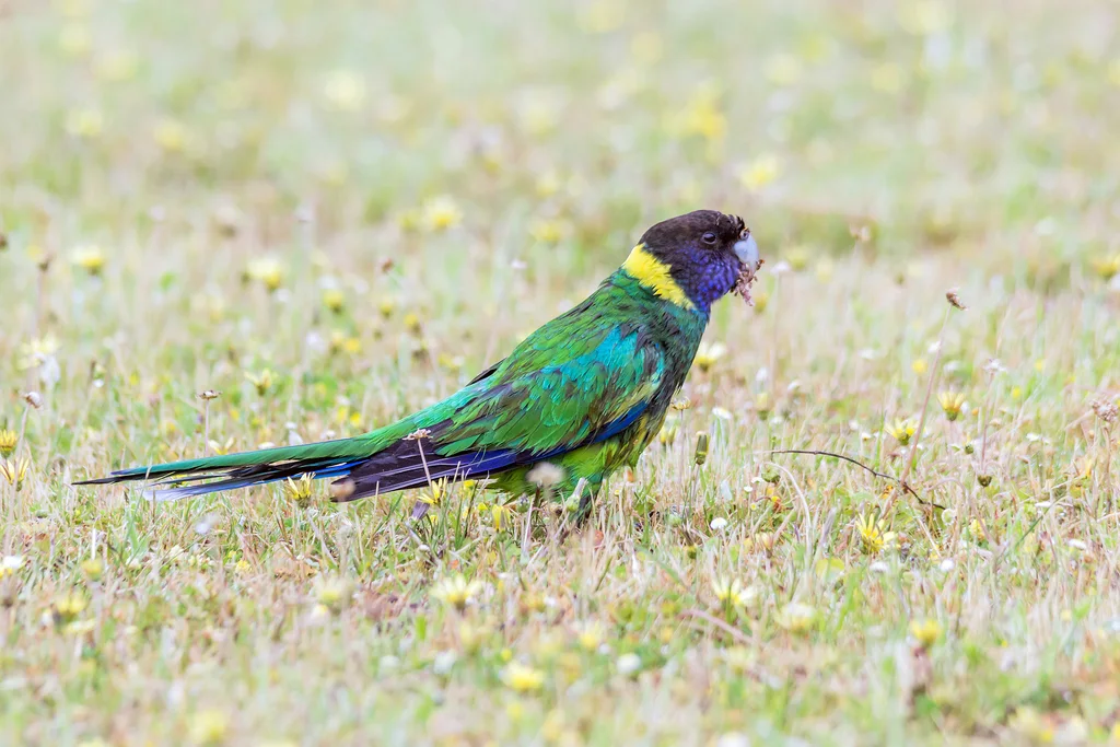 黑头环颈鹦鹉(Barnardius zonarius)