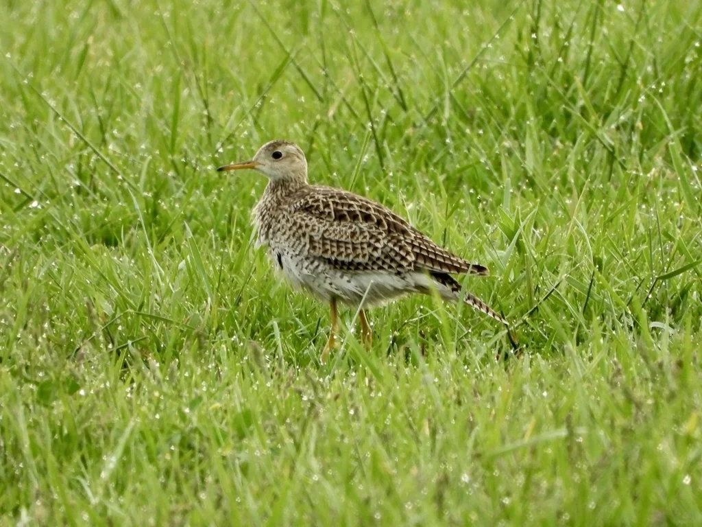 高原鹬(Bartramia longicauda)