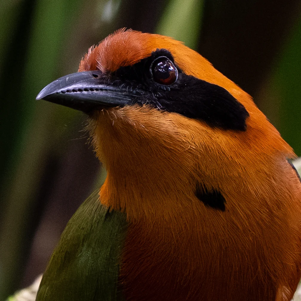 棕翠鴗（Baryphthengus martii）