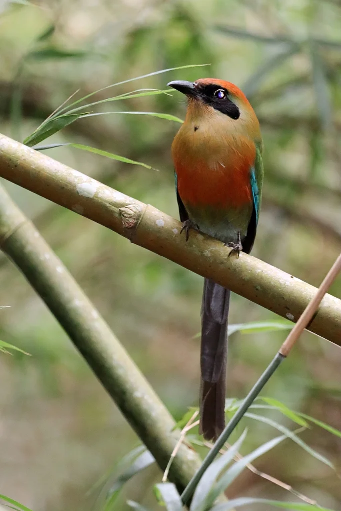 棕顶翠鴗(Baryphthengus ruficapillus)