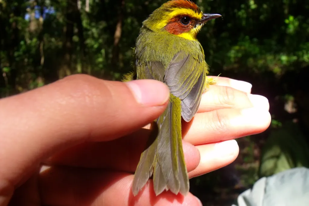 金眉王森莺(Basileuterus belli)
