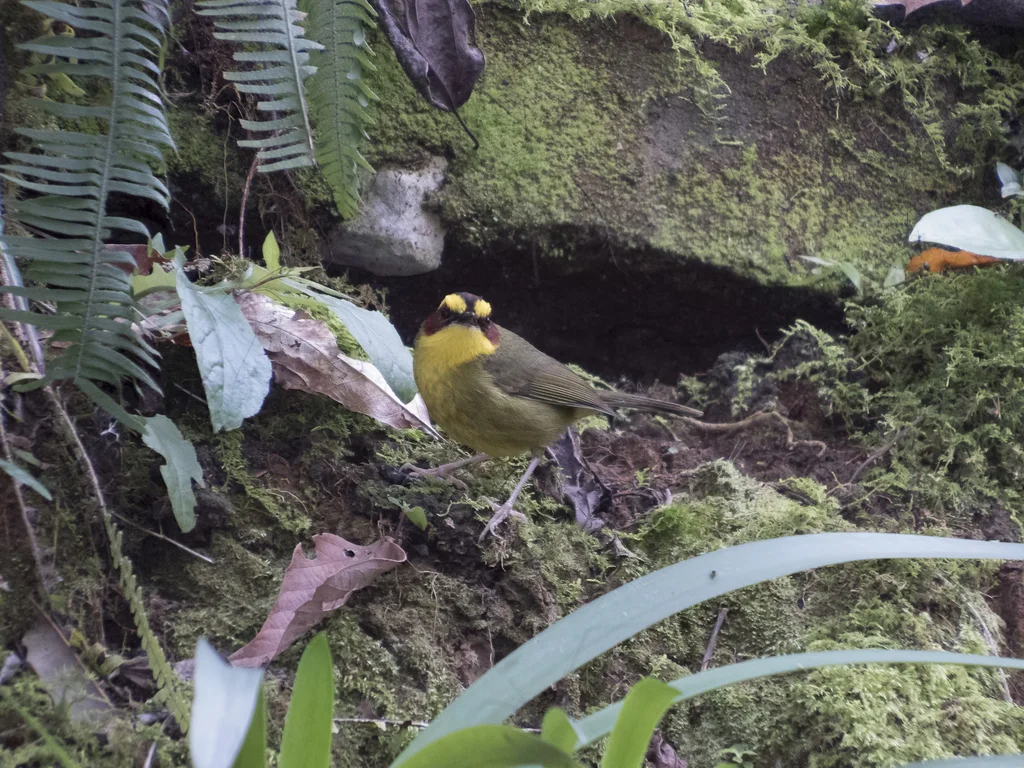 金眉王森莺(Basileuterus belli)