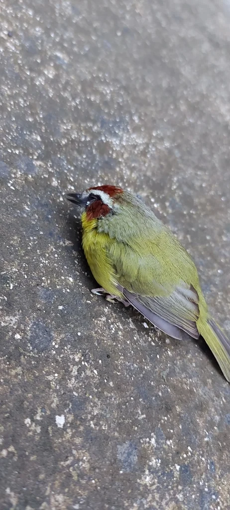 栗顶王森莺(Basileuterus delattrii)