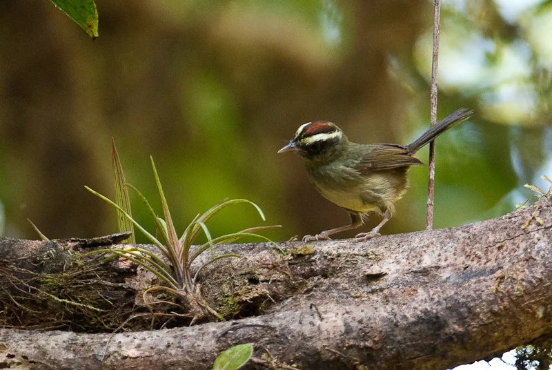王森莺(Basileuterus ignotus)