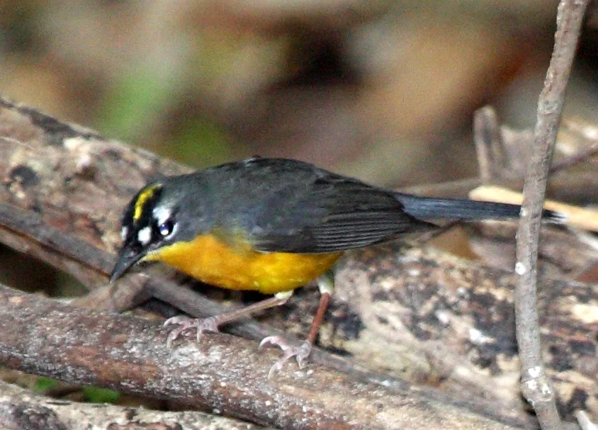 扇尾森莺(Basileuterus lachrymosus)