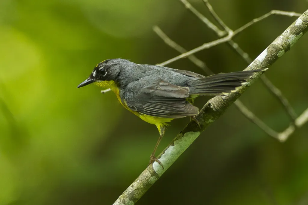 扇尾森莺(Basileuterus lachrymosus)