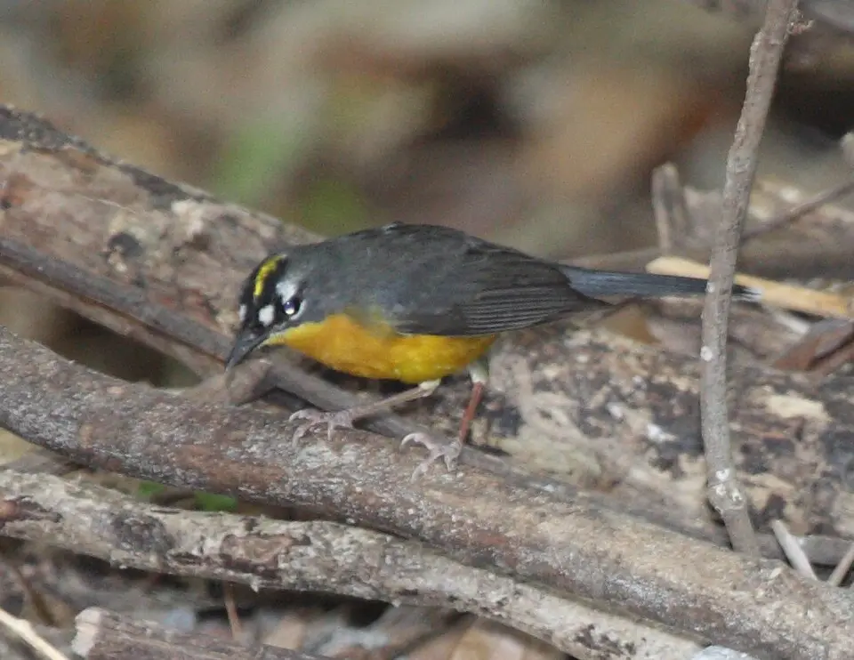 扇尾森莺(Basileuterus lachrymosus)