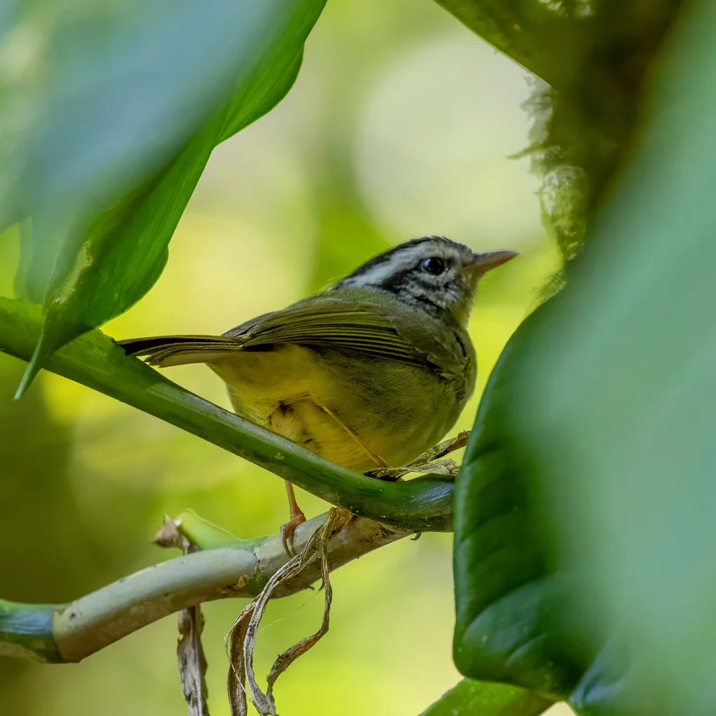 黑耳王森莺（Basileuterus melanotis）