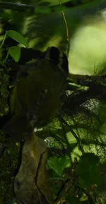 黑耳王森莺（Basileuterus melanotis）