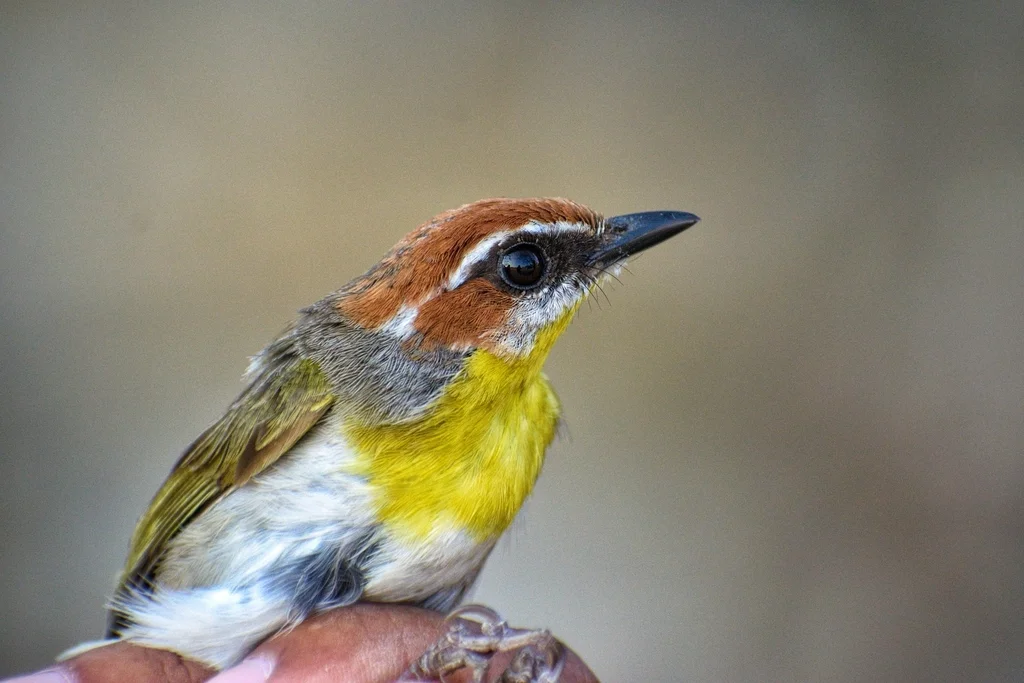 棕顶王森莺(Basileuterus rufifrons)