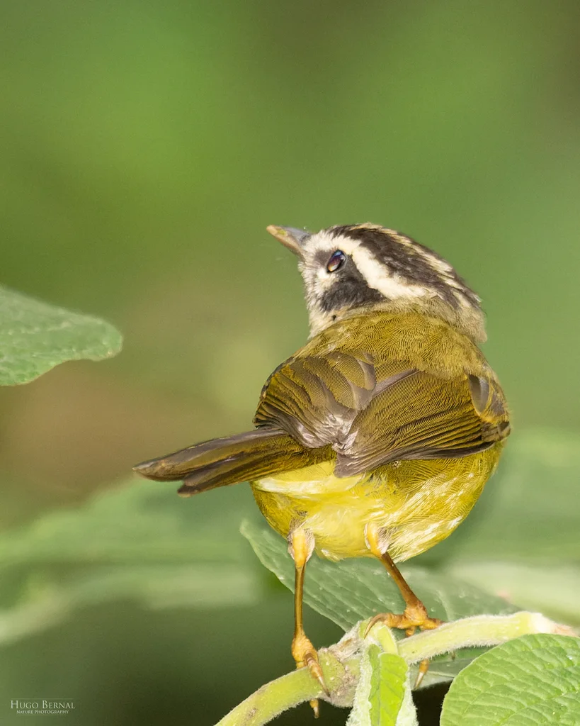 三纹王森莺(Basileuterus tristriatus)