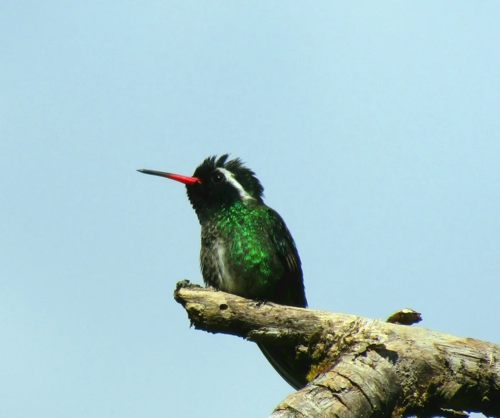 白耳蜂鸟(Basilinna leucotis)