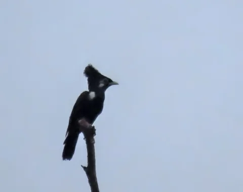 大王椋鸟