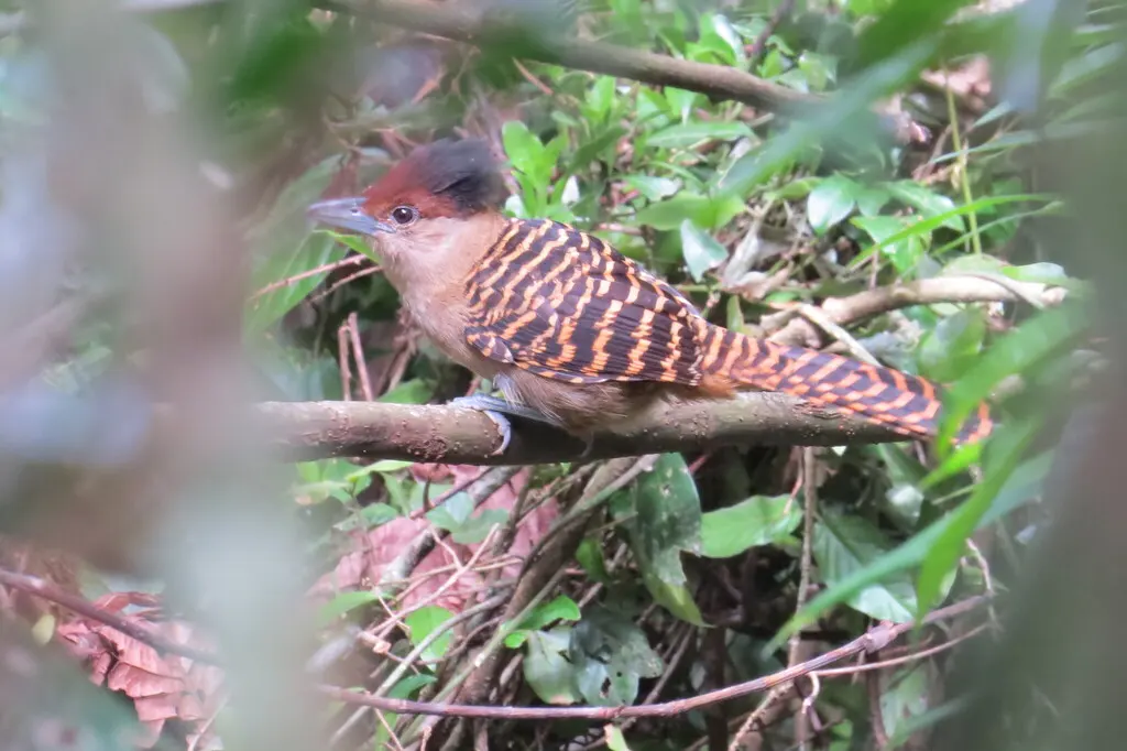 巨蚁鵙(Batara cinerea)