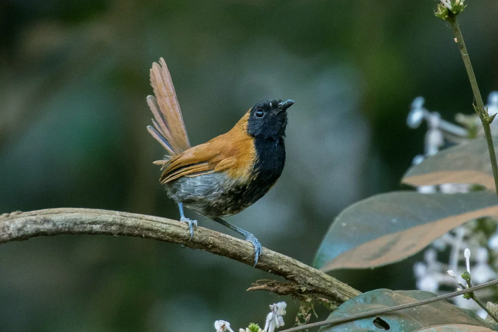 黑脸棕莺(Bathmocercus rufus)