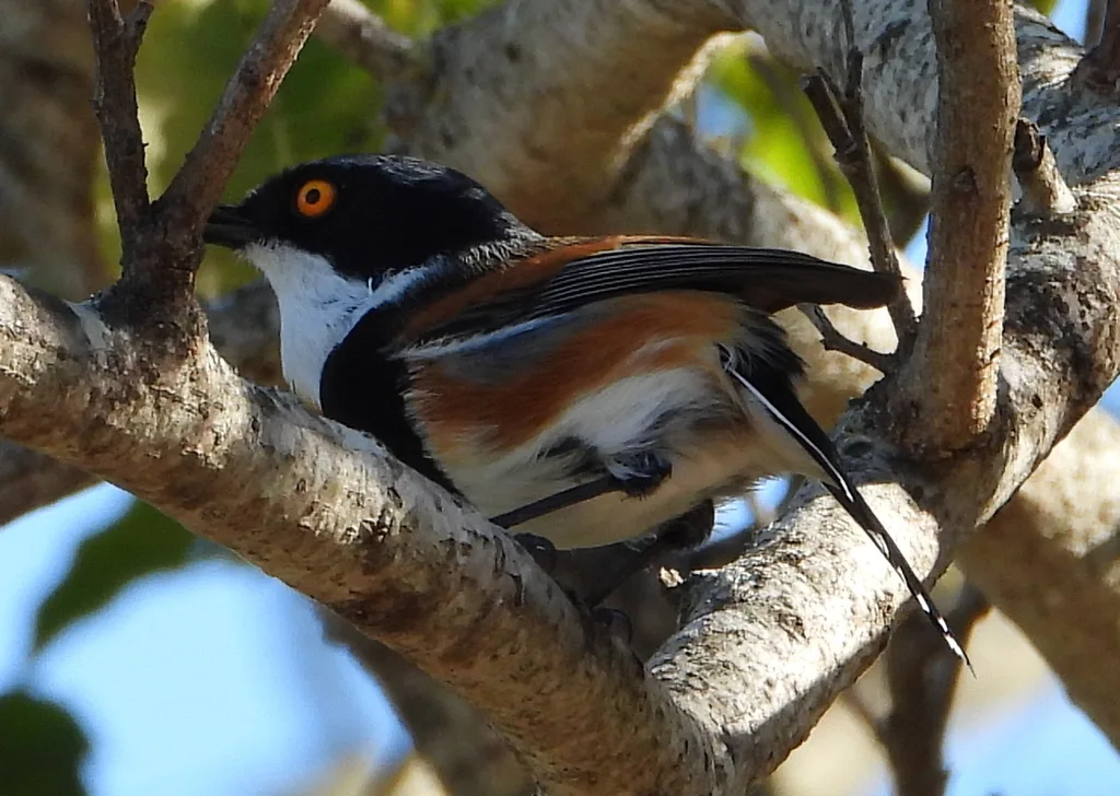 海角蓬背鹟(Batis capensis)