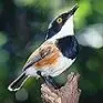 海角蓬背鹟(Batis capensis)