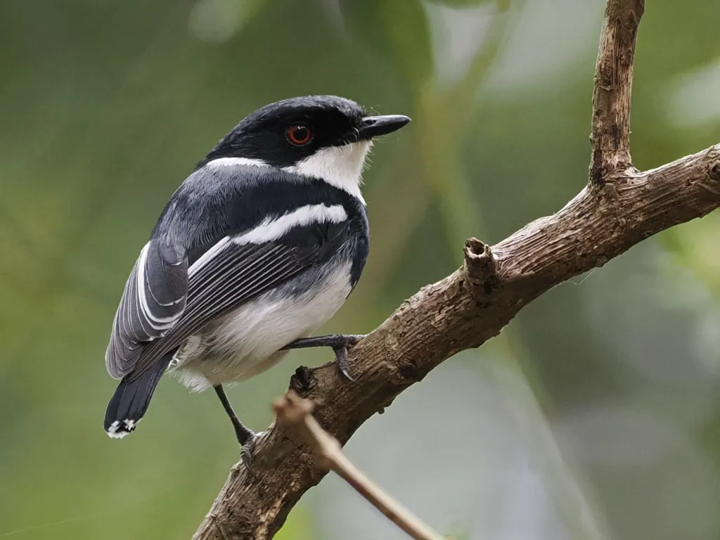 褐翅蓬背鹟(Batis crypta)