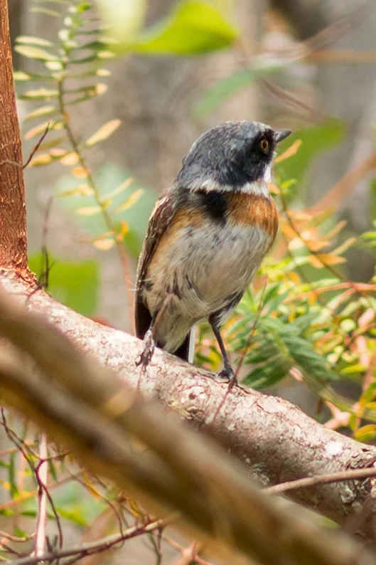 马拉维蓬背鹟(Batis dimorpha)