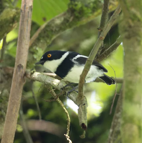 鲁文蓬背鹟(Batis diops)