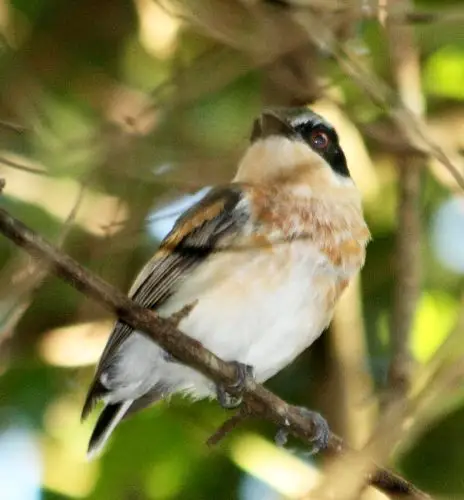 祖鲁蓬背鹟(Batis fratrum)