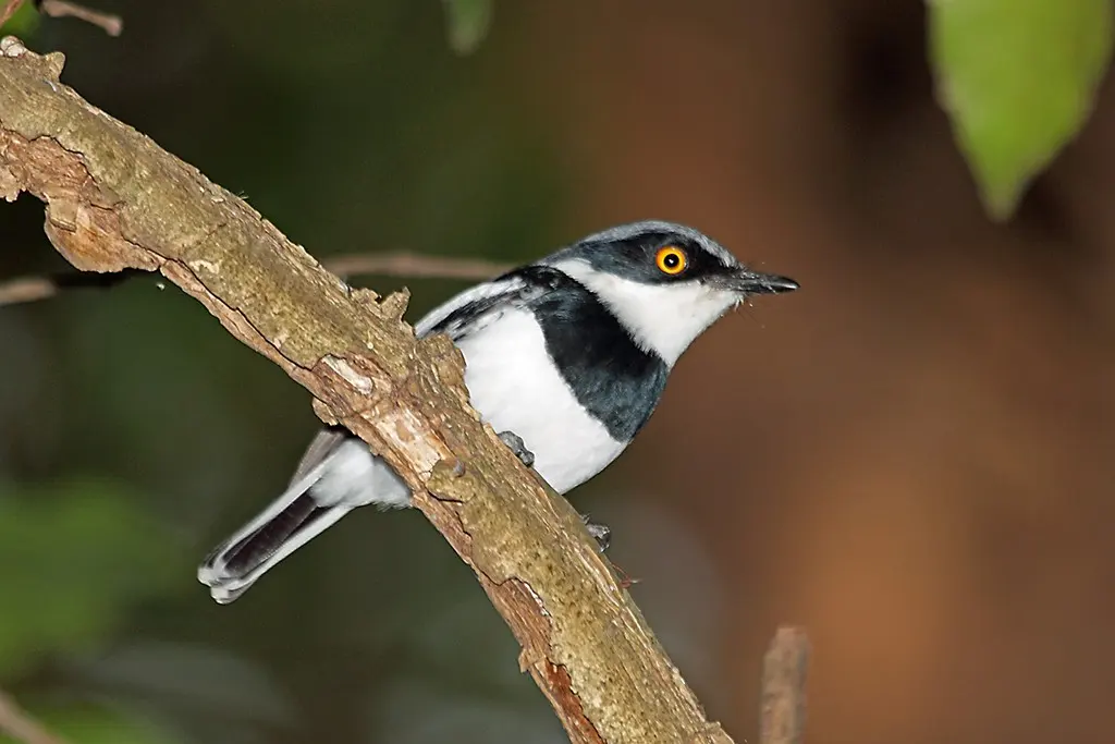 布氏蓬背鹟(Batis margaritae)