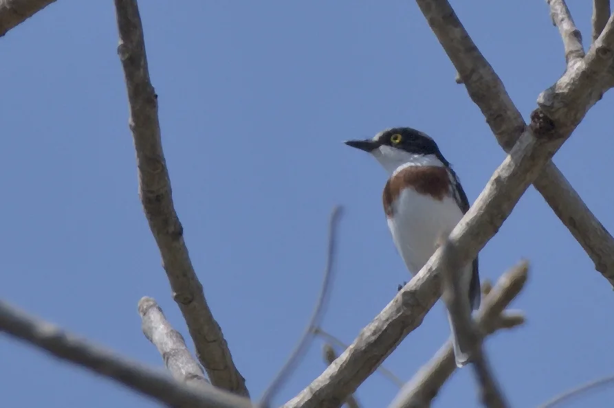 安哥拉蓬背鹟(Batis minulla)