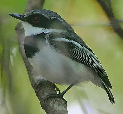 短尾蓬背鹟(Batis mixta)