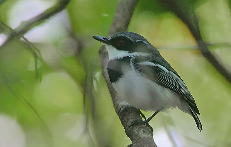短尾蓬背鹟(Batis mixta)