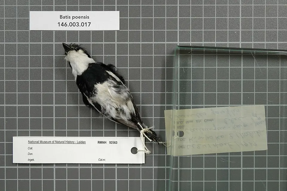 费尔蓬背鹟（Batis poensis）