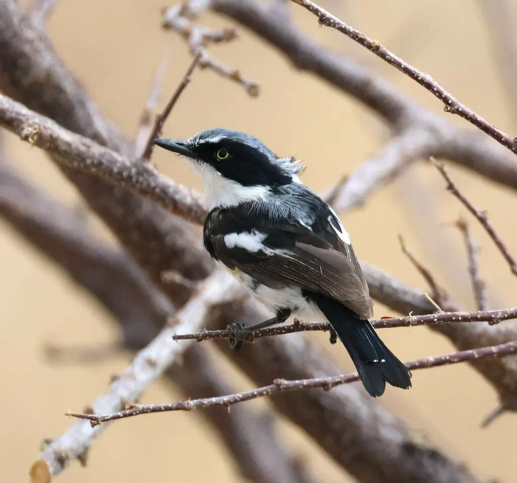 南非蓬背鹟(Batis pririt)