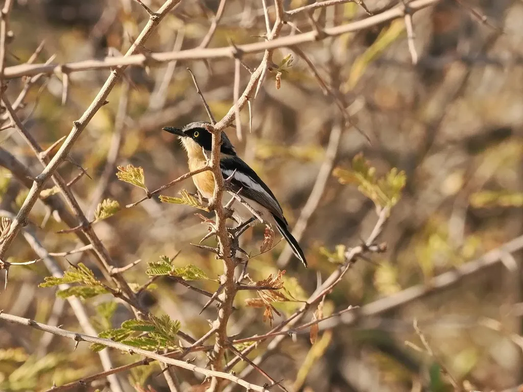 南非蓬背鹟(Batis pririt)