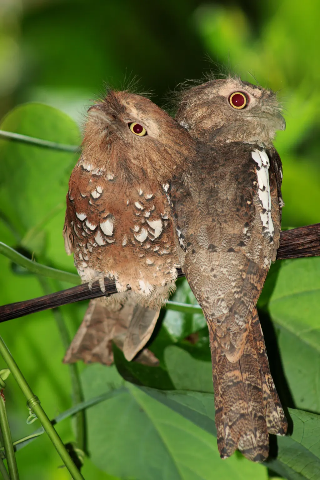 巴拉望蟆口鸱（Batrachostomus chaseni）